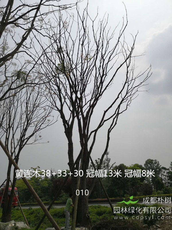 黄连木的繁殖方式有哪些？黄连木播种有哪些需求？