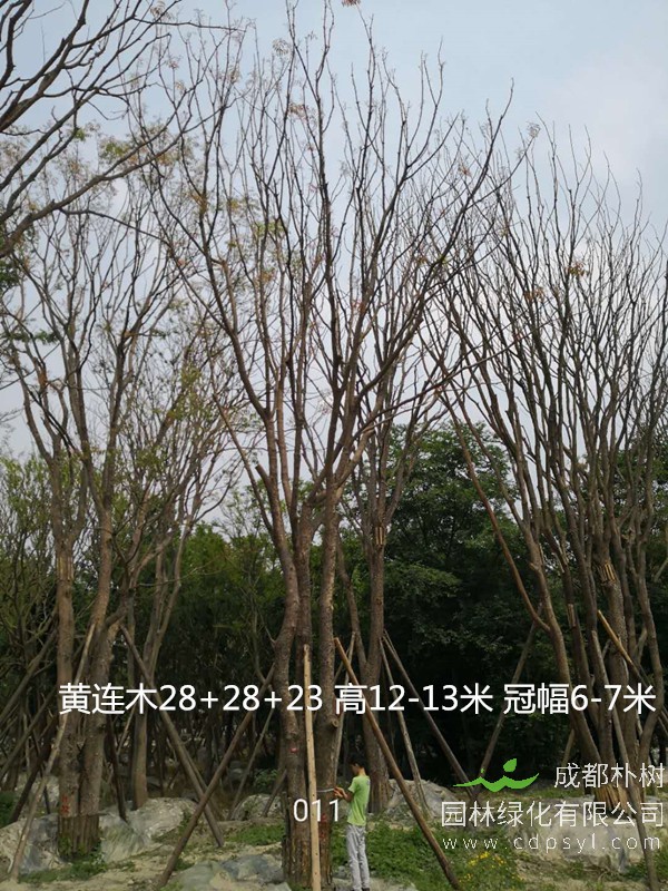 黄连木的功效与作用，成都哪儿有黄连木卖？