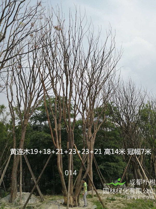 黄连木的养殖方法及注意事项有哪些？