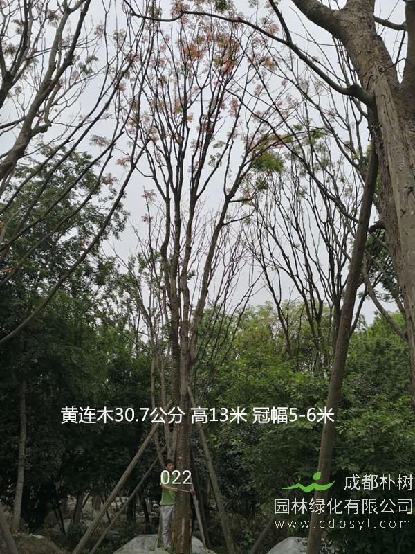 黄连木的园林价值有哪些？