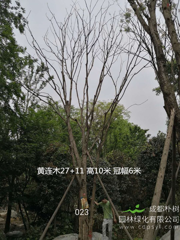 除了园林价值之外，黄连木还有哪些经济价值？