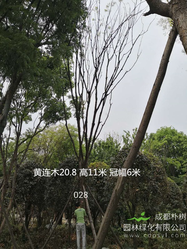 黄连木是否珍贵？黄连木养殖方法及注意事项有哪些？