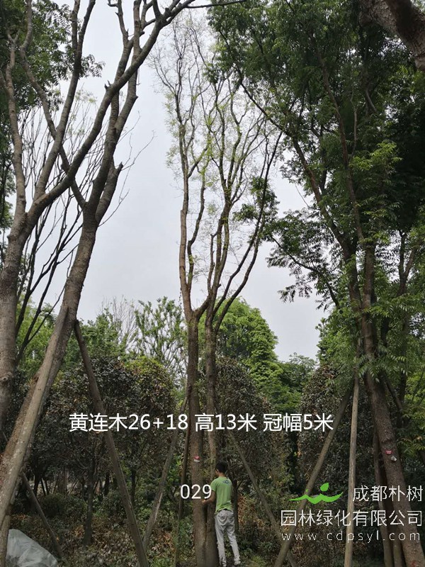 黄连木是否珍贵？黄连木养殖方法及注意事项有哪些？