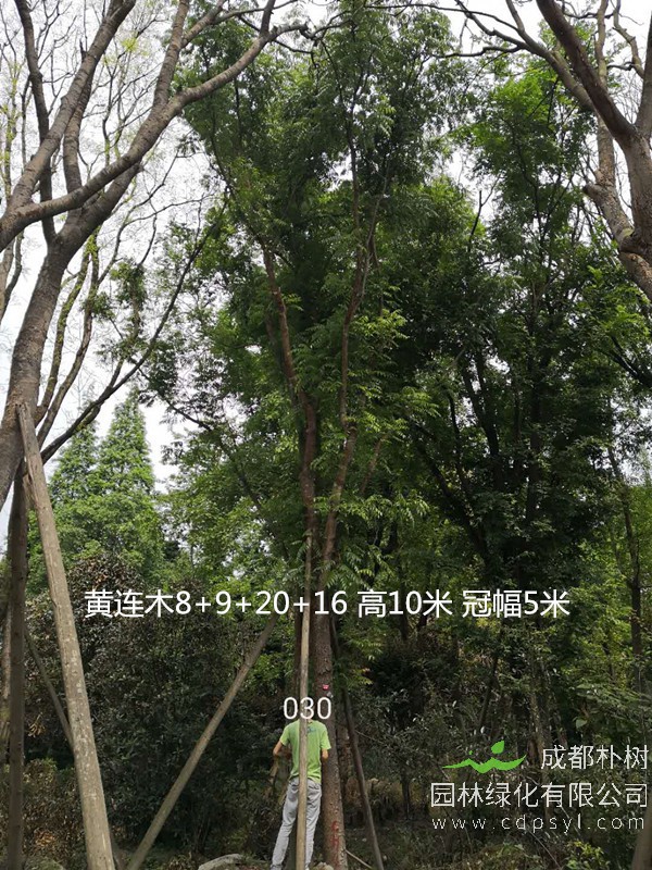 黄连木是什么苗木？关于黄连木的介绍