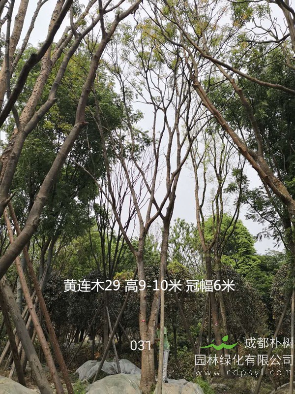 黄连木有什么价值和用途？