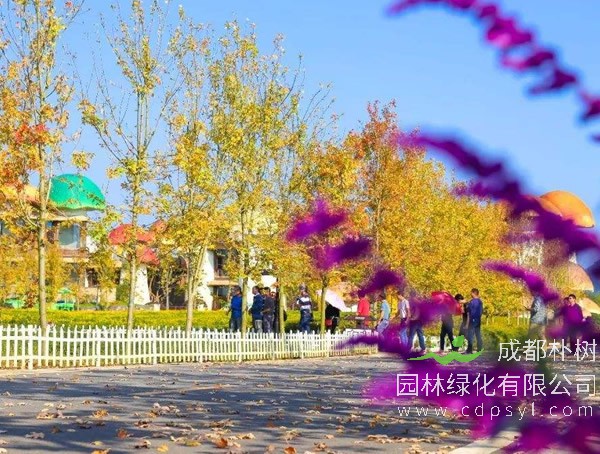 紫柳的价格-图片-分布范围-主要价值以及繁殖方式介绍