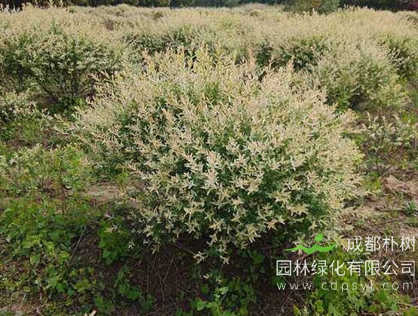 彩叶杞柳这个品种怎么样？