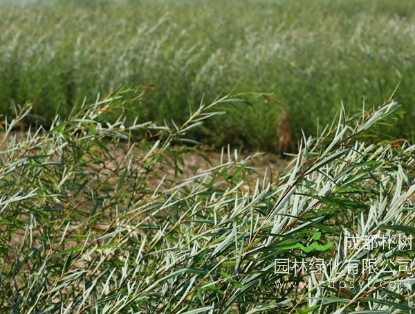 杞柳价格-图片-生长环境-地理分布-主要价值