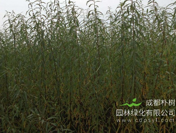 彩叶杞柳是灌木吗？会落叶吗？