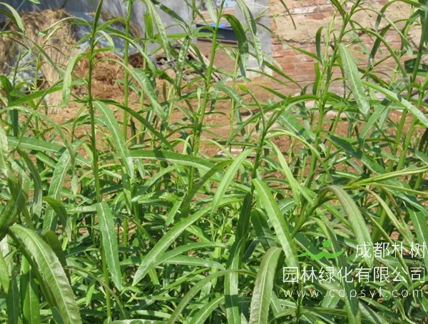 荷兰彩叶杞柳在中国哪个地方最适合生长？