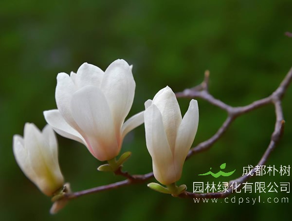 木兰价格-形态特点-生长环境-分布范围-主要经济价值