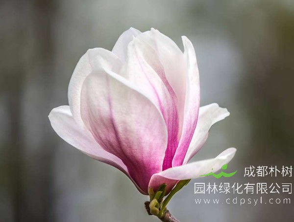 木兰价格-形态特点-生长环境-分布范围-主要经济价值