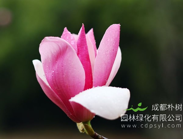 木兰价格-形态特点-生长环境-分布范围-主要经济价值