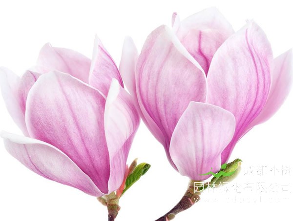 木兰价格-形态特点-生长环境-分布范围-主要经济价值