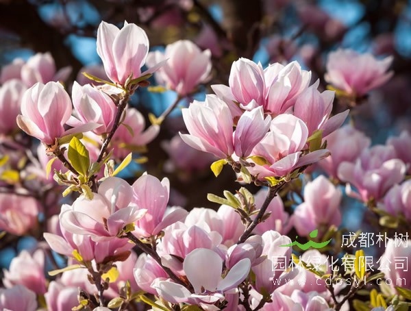木兰价格-形态特点-生长环境-分布范围-主要经济价值
