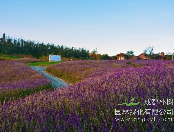 紫柳的价格-图片-分布范围-主要价值以及繁殖方式介绍