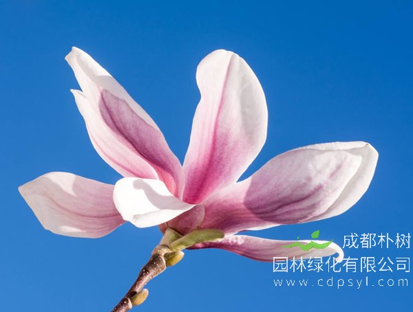 木兰花有什么品质？木兰花的花语是什么？