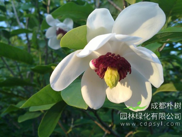 木兰花象征什么？木兰花的花语和寓意有哪些？