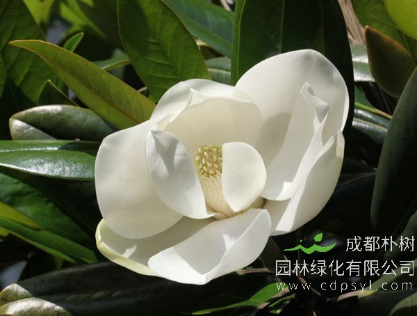 木兰适合种在东北么？