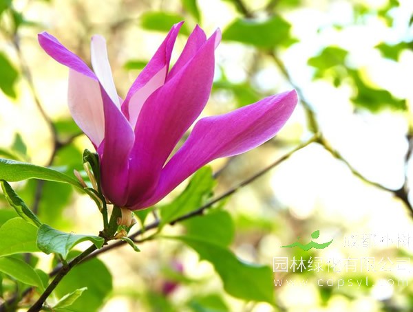 木兰树图片大全，最新木兰花图片欣赏