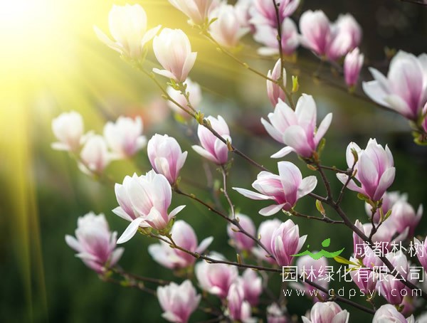 二乔木兰为什么先开花后长叶？