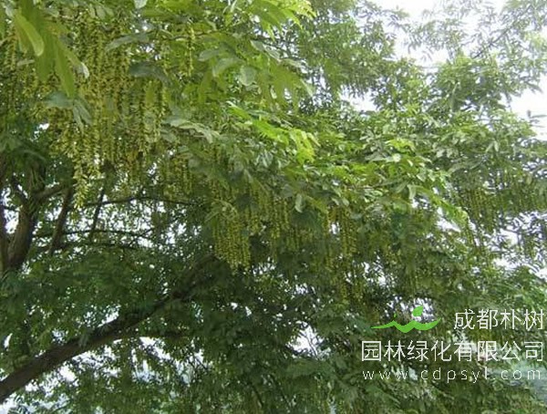 大白柳价格-图片-形态特征-生长环境-分布范围以及繁育方式