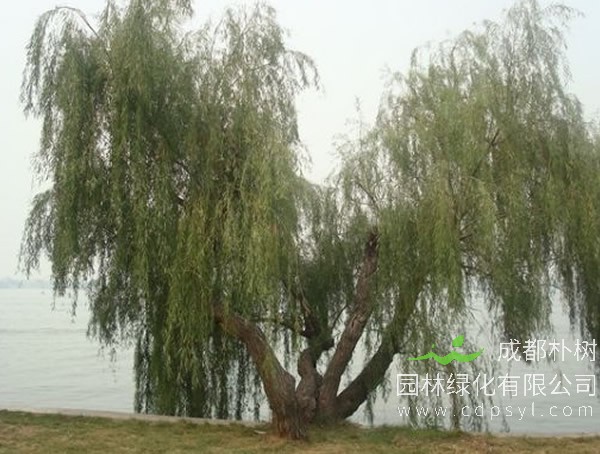 大白柳价格-图片-形态特征-生长环境-分布范围以及繁育方式