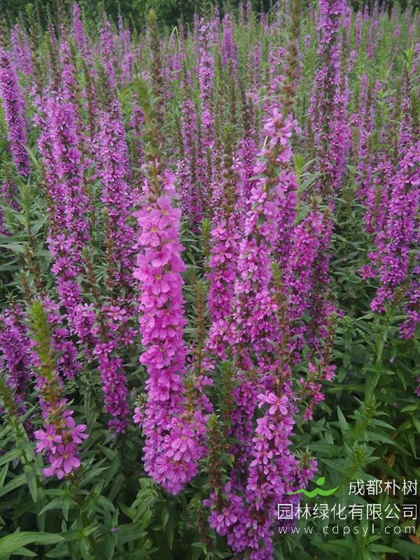 紫柳的价格-图片-分布范围-主要价值以及繁殖方式介绍