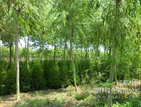 大叶柳价格-图片-形态特征-生长环境-分布范围以及主要价值