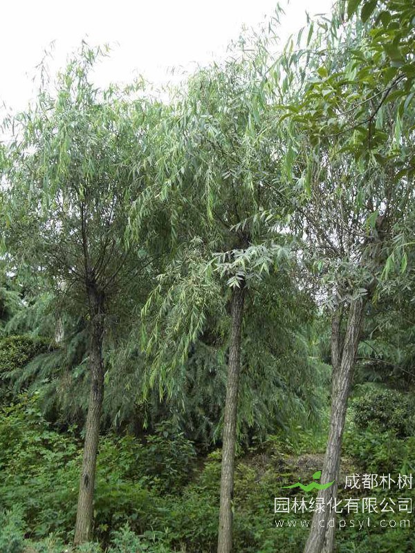 大叶柳价格-图片-形态特征-生长环境-分布范围以及主要价值
