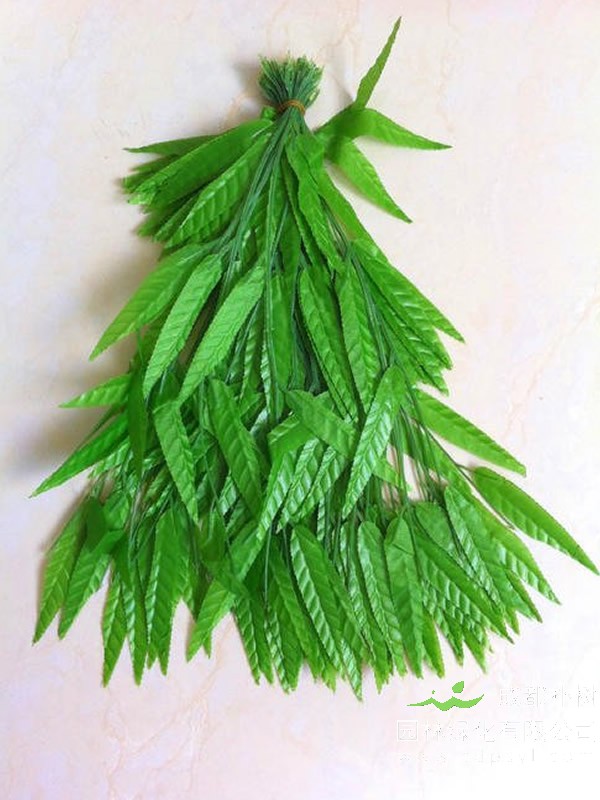 大叶柳价格-图片-形态特征-生长环境-分布范围以及主要价值