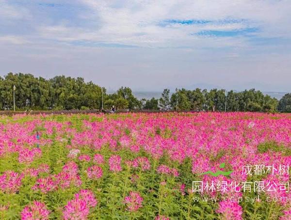紫柳的价格-图片-分布范围-主要价值以及繁殖方式介绍