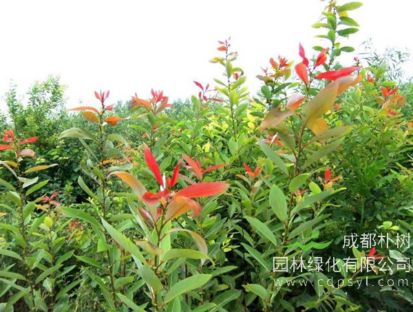 腺柳价格-图片-主要变种-地理分布-主要价值