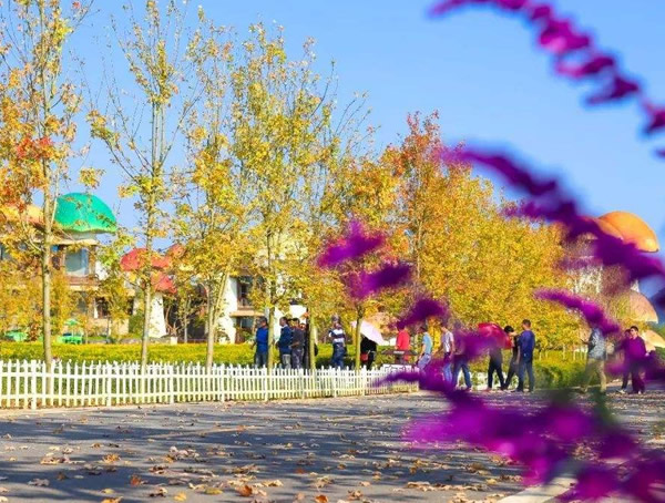 紫柳是一种什么样的树？