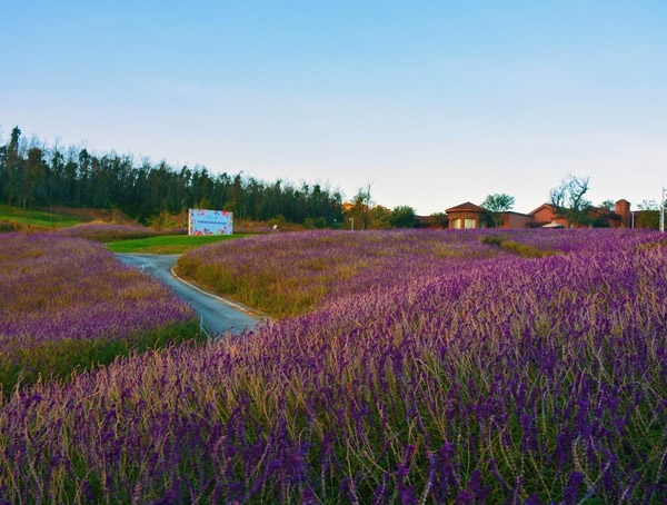 紫柳的生长习性是什么？