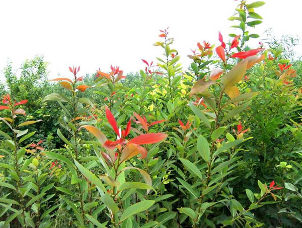 湖南栽红叶腺柳合适吗？