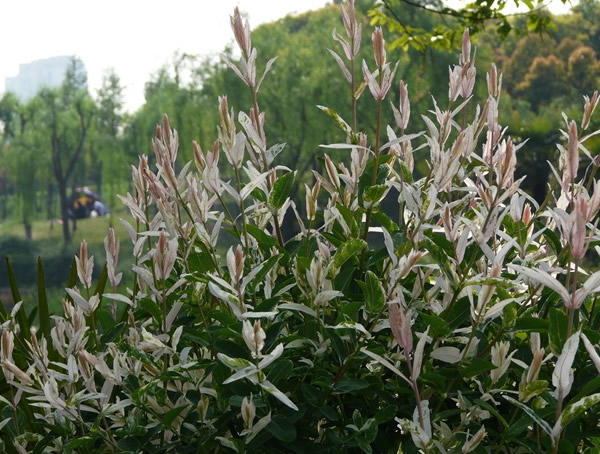 杞柳的主要价值有哪些？