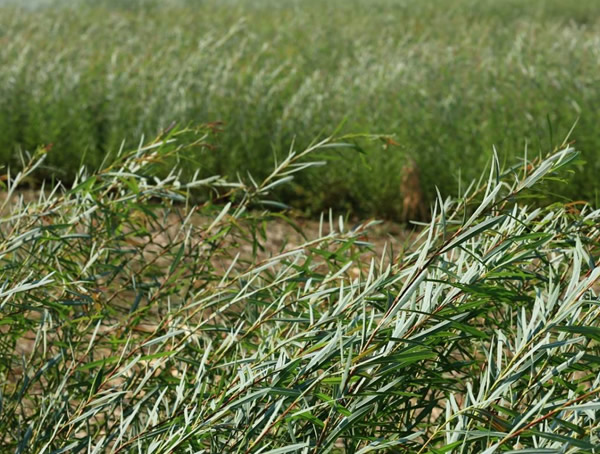 彩叶杞柳和红叶柳有什么区别？