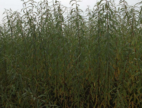 彩叶杞柳是灌木吗？会落叶吗？