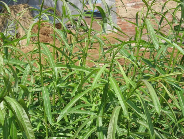 荷兰彩叶杞柳在中国哪个地方最适合生长？