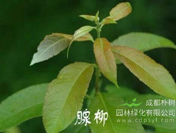 腺柳价格-图片-主要变种-地理分布-主要价值