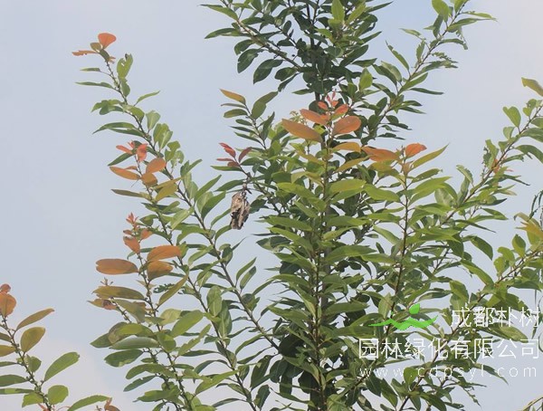 腺柳价格-图片-主要变种-地理分布-主要价值