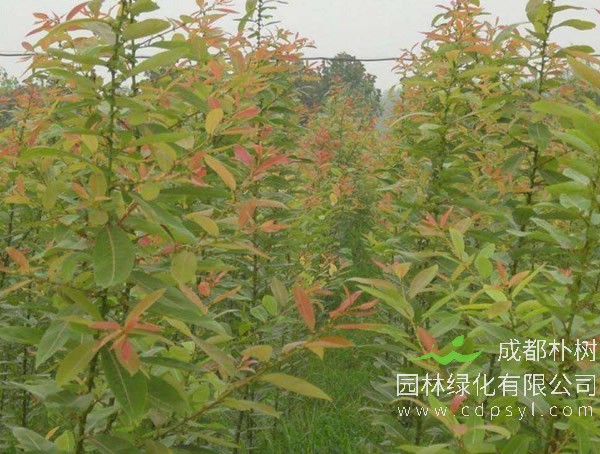 腺柳价格-图片-主要变种-地理分布-主要价值