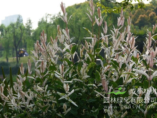 杞柳价格-图片-生长环境-地理分布-主要价值