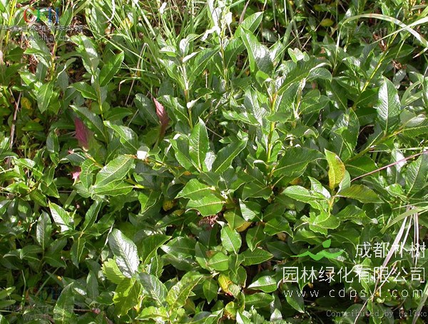 细柱柳价格-图片-形态特征-生长环境-分布范围主要价值