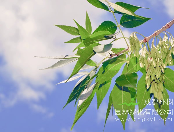 对节白蜡、毛白蜡、白蜡树有什么区别？