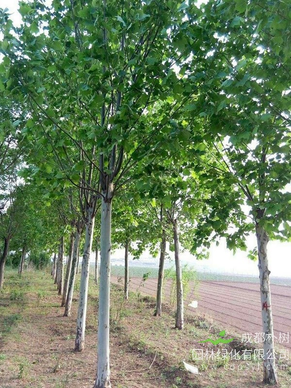 白蜡树的分布情况，白蜡树产地在哪儿？