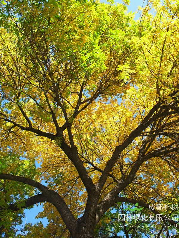 种植白蜡树的时候用什么肥料好？