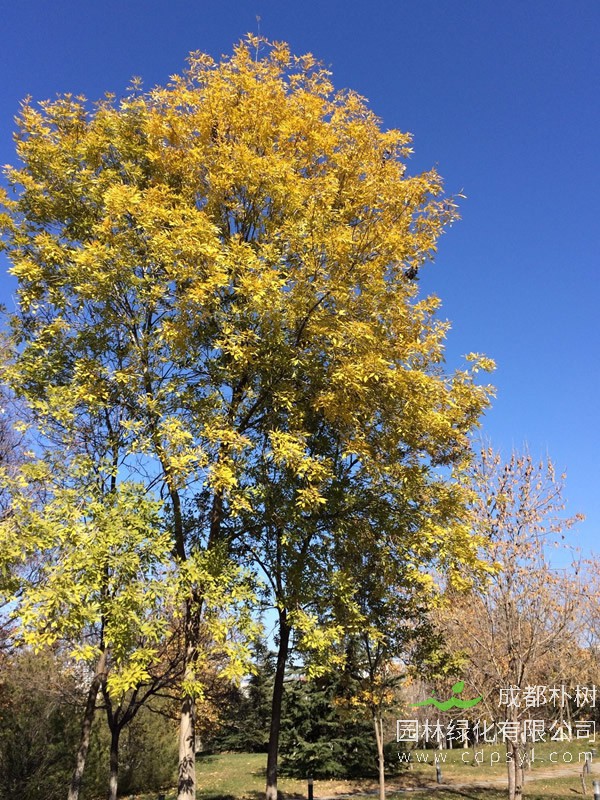 白蜡树和女贞的区别有哪些？