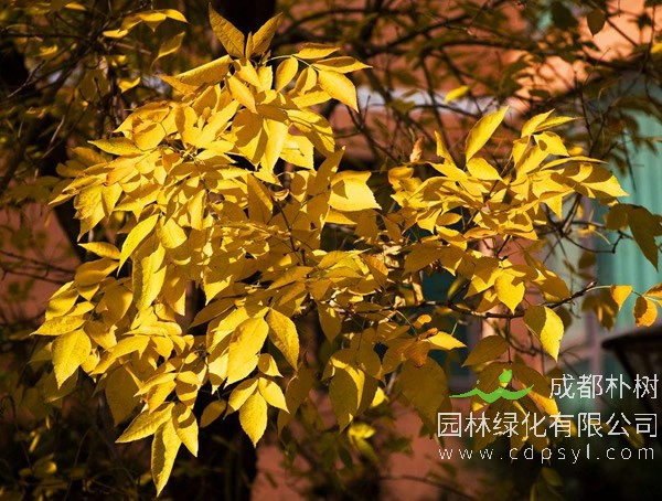 种植白蜡树的前景怎么样？